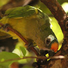 king parakeet