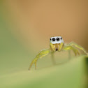 White Jumping spider