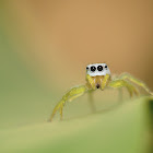 White Jumping spider