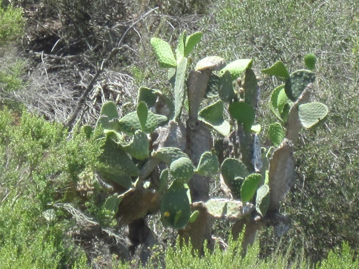 Yellow Beavertail Cactus