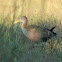 Grey-necked wood rail