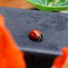 Unspotted Ladybird Beetle
