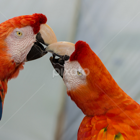 Love birds by Jose Gort - Animals Birds