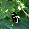 Hewitson's Longwing