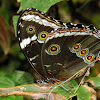 Blue Morpho