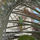 Rose-ringed Parakeet