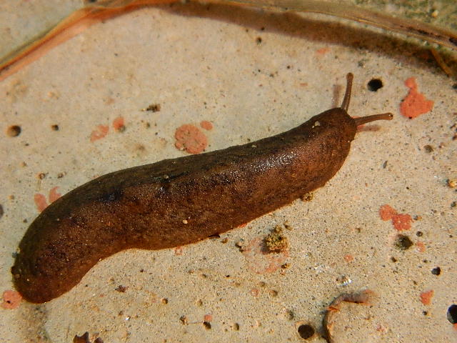 Pancake Slug