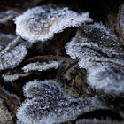 frosted Turkey Tail