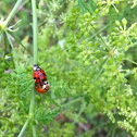 Multicolored Asian Lady Beetles Mating