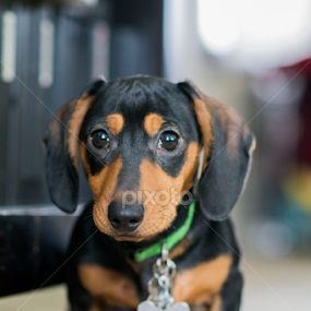 Weenie dog! by Marissa Frederick - Animals - Dogs Portraits