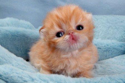 Gambar Kucing Lucu Terbaru