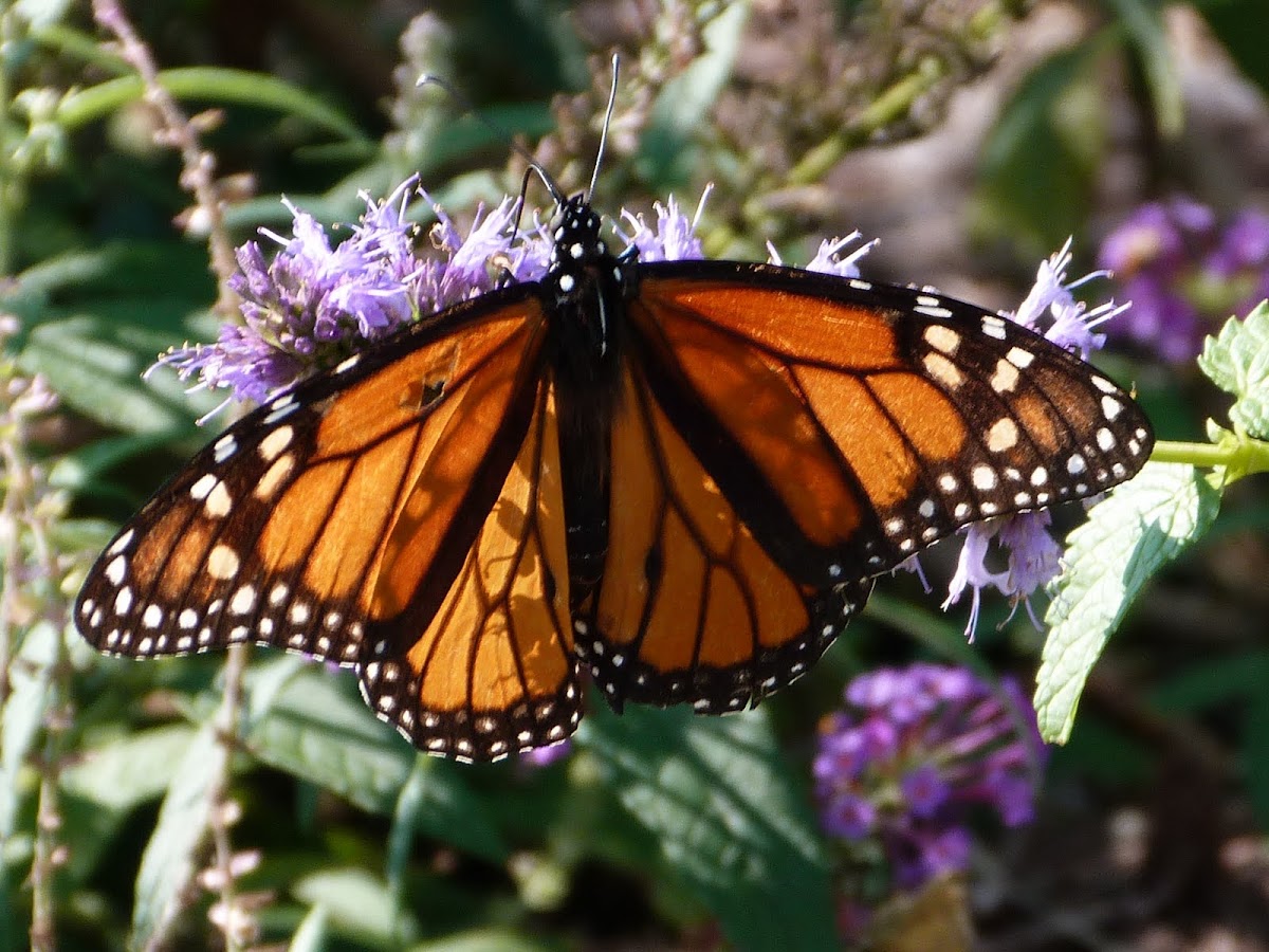 Monarch (male)