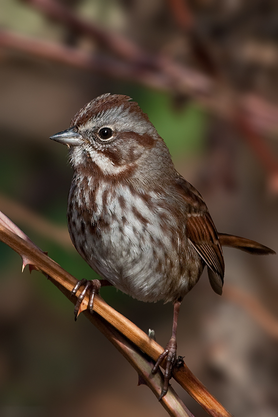 Song Sparrow