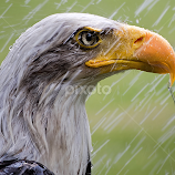 Raindrops keep falling on my head by Renos Hadjikyriacou -  