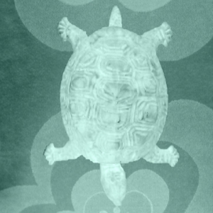 Retro Waggle Turtle 1.0