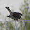 House Sparrow; Gorrion Común