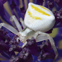 Thomisus onustus Crab Spider