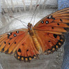 Gulf Fritillary