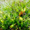 Grimmia orbicularis