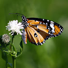 Plain Tiger Butterfly