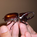 Three-horned rhinoceros beetle