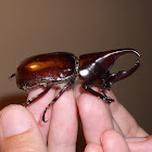 Three-horned rhinoceros beetle