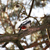 Great Spotted Woodpecker