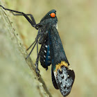 Fulgorid bug