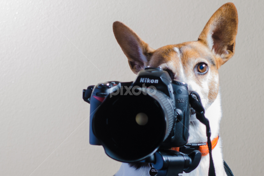 Dog with Camera | Portraits | Animals - Dogs | Pixoto
