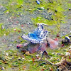 Common Checkered Skipper