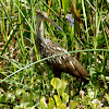 Limpkin