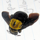 Giant Carpenter Bee