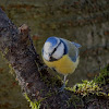 Mésange bleue