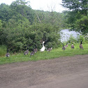 Canada Geese and Domestic Goose