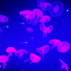 jellyfish