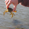 Green Crab