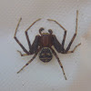 Ground Crab Spider, male