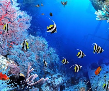 How to install Aquarium Live Wallpaper 1.0 apk for pc