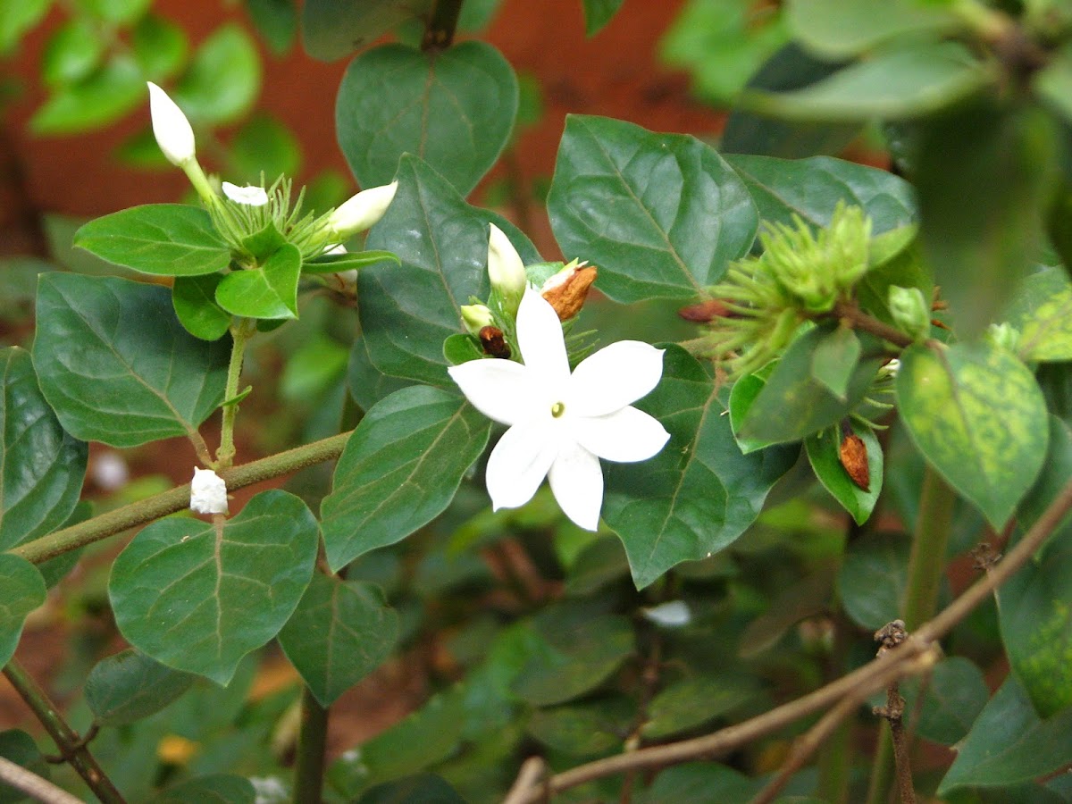 Arabian jasmine sp.