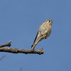 American Kestrel