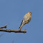 American Kestrel