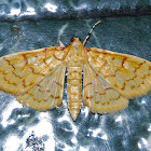 Yellow Shell Moth