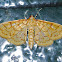Yellow Shell Moth