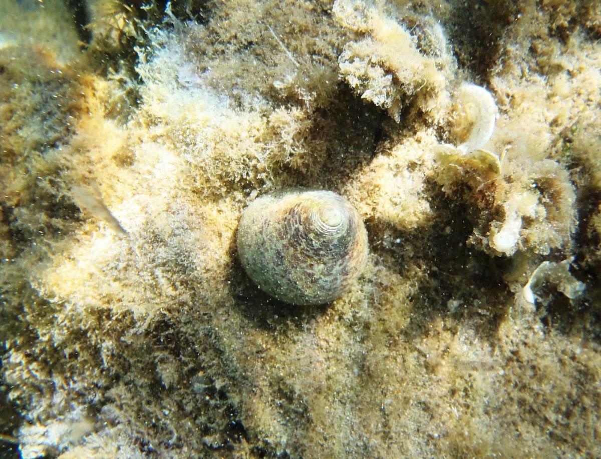 Caracol peonza dentada, burgaíllo