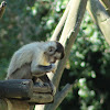 Tufted capuchin monkey