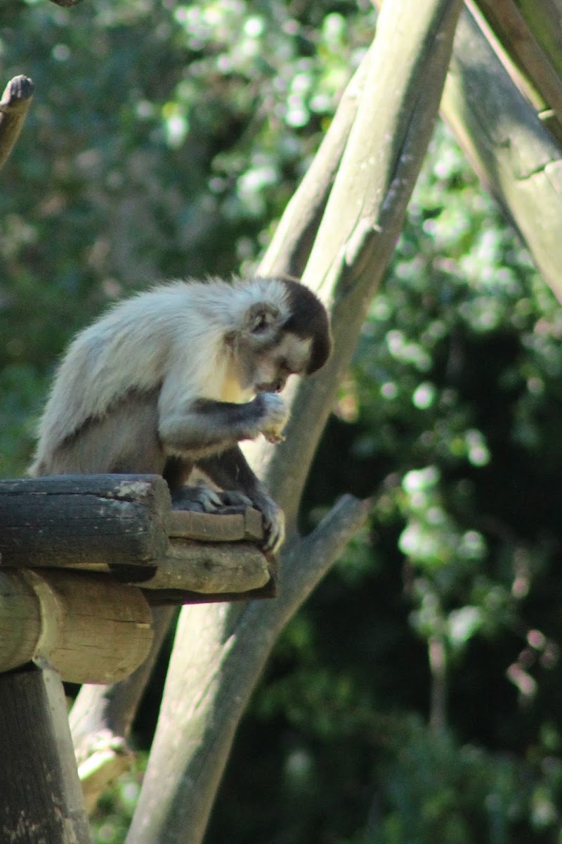 Tufted capuchin monkey