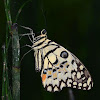 Common Lime butterfly