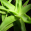 spiral aloe plant