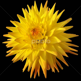 Yellow Dahlia by Wendy Milne - Flowers Single Flower