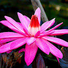 Water Lilly